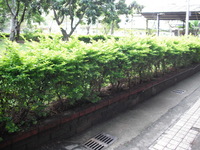 第三區-圖書館後方草坪