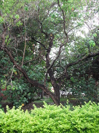 第三區-圖書館後方草坪