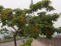 印度紫檀開花樹型