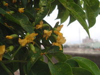 印度紫檀花