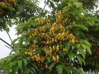印度紫檀花1