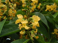 蝶狀花冠