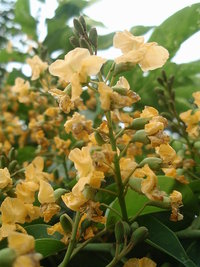 總狀花序