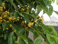 印度紫檀花3