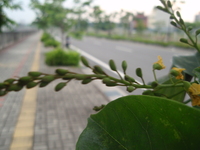 花苞
