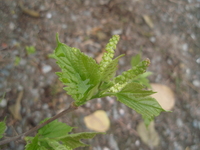 桑樹雌花序