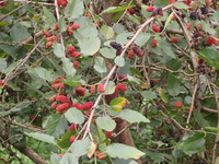桑椹