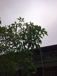 蒴果長圓柱形
