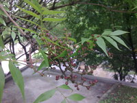 果為核果