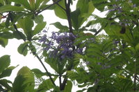 花藍紫色