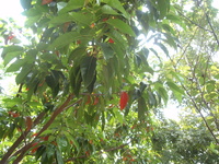 秋冬時，樹冠之紅葉