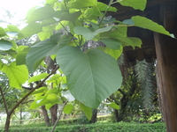 葉掌狀脈