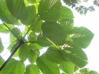 三年桐葉背