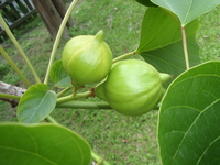 果為核果