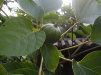 三年桐核果