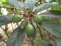 果為蒴果
