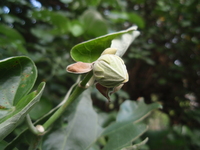 花苞