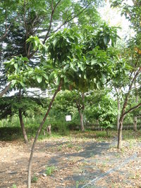 第三區-森林科標本園