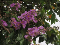 圓錐花序