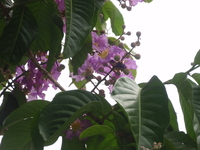 花蕊金黃色