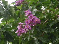 花紫紅色