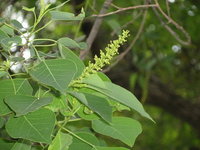 總狀花序