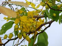 花絲黃色彎成勾狀