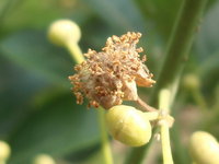 雄花-雄蕊多數
