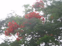 花冠鮮紅色