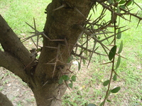 魯花樹莖