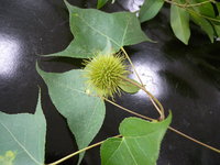 頭狀花序