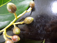 大果厚殼桂果實