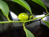 果為漿果