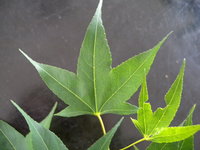 葉掌狀5裂