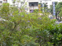 藍花楹樹型