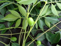 果為核果