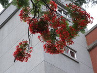 鳳凰木花