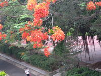 花序頂生