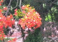 花具長柄