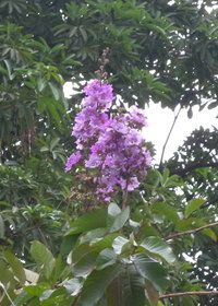 圓錐花序