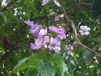 花紫紅色