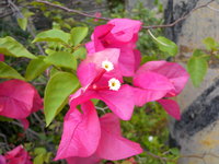 花小不顯著