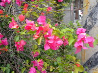 花紫紅色