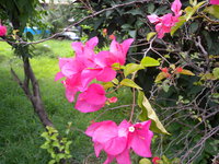 聚繖花序