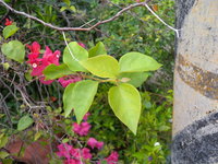 九重葛葉