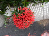 花序聚成半圓球形