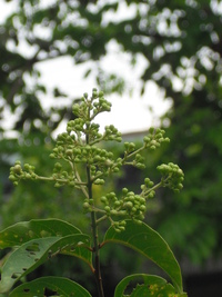 頂生圓錐花序