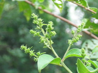 頂生圓錐花序