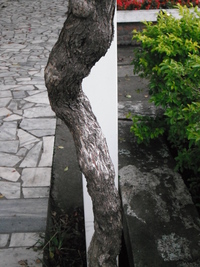 莖