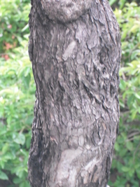 莖